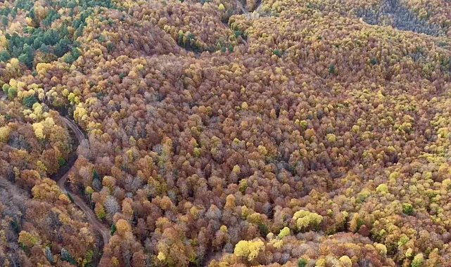 Bolu'da ormanlık alanlarda sonbahar güzelliği