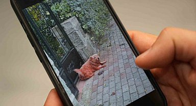 Boyalı köpekler merak uyandırdı