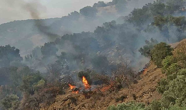 Bozdoğan'da orman yangını