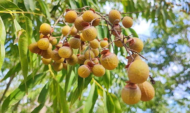 Bu ceviz yenmiyor, temizliyor, cildi güzelleştiriyor
