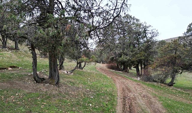 Bu ormana asırlardır balta girmiyor, kuruyup yıkılan ağaçlarda ormanda bırakılıyor
