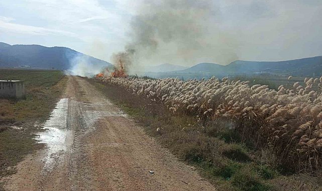Bucak'ta sazlık alanda yangın