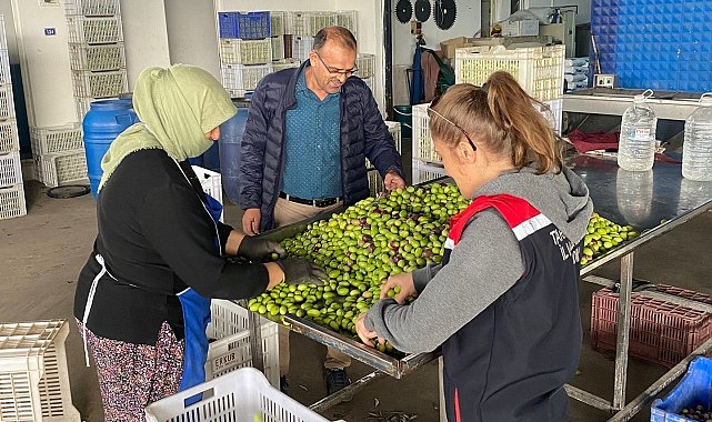 Buharkent'te zeytin rekoltesi ve kalite kontrol çalışmaları sürüyor