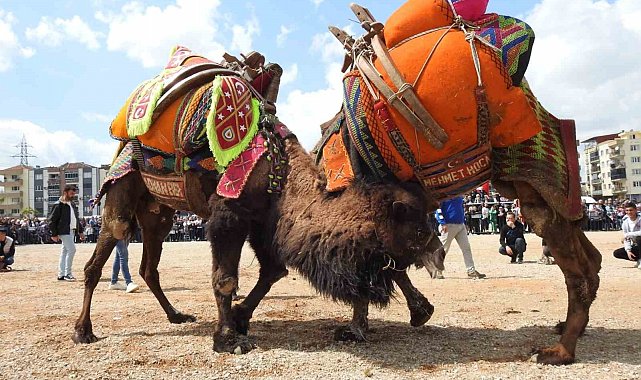 Buldan deve güreşlerine şap engeli