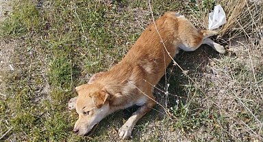 Buldan'da yol kenarında ölü köpekler bulundu