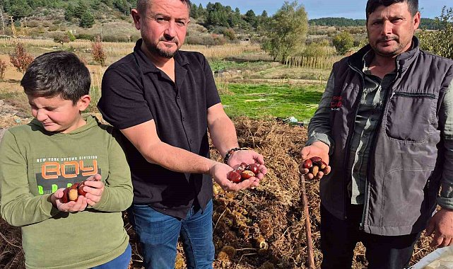 Buldan'ın tescilli kestanesinde hasat zamanı