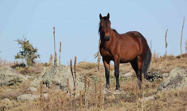 Bulutların dansı ve yılkı atları dron ile görüntülendi