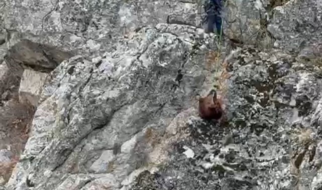 Burdur'da mahsur kalan keçiler ekipler tarafından kurtarıldı