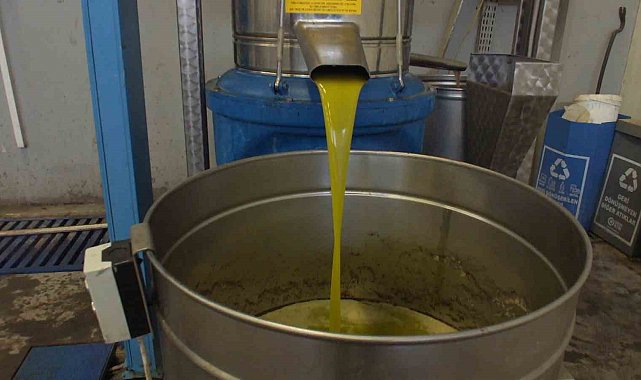 Burhaniye'de zeytinde rekolte düşük, ancak yağda kalite yüksek