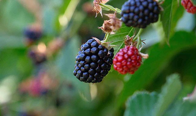 Bursa Büyükşehir 9 üründe fide ve fidan desteğinde bulunacak