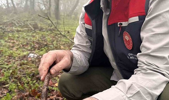 Çanakkale'de hububat zararlısı süneye geçit yok
