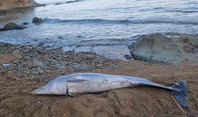 Çanakkale'de ölü yunus balığı sahile vurdu