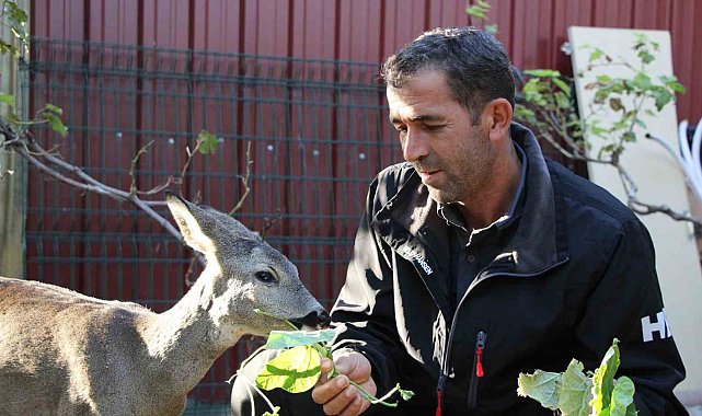 Çanakkale'de yangından kaçan karaca köyün maskotu oldu