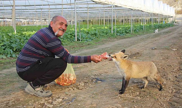 Çiftçi ile tilkinin sıra dışı dostluğu: Serasını koruyan tilkiyi et ve dönerle besliyor