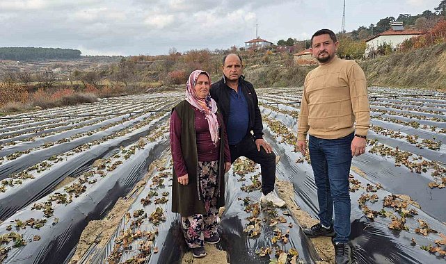 Çilek üreticilerinin tarlada hummalı çalışması devam ediyor