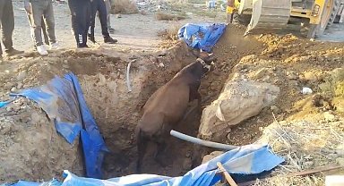 Çukura düşen büyükbaşı itfaiye kurtardı