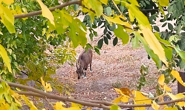 Dağ keçileri sonbahara renk kattı: Tunceli'de görsel şölen