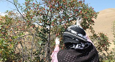 Dağların kırmızı hazinesi kuşburnu için hasat zamanı
