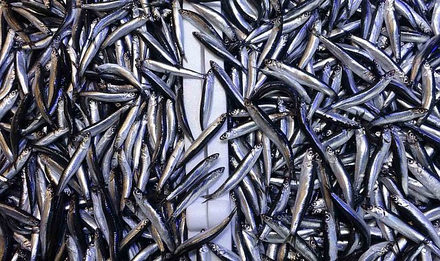 Denizdeki hamsi bolluğu ihracat rakamlarına yansımadı