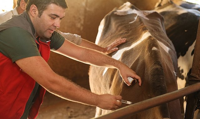 Denizli'de 251 bin hayvan şap hastalığına karşı aşılandı