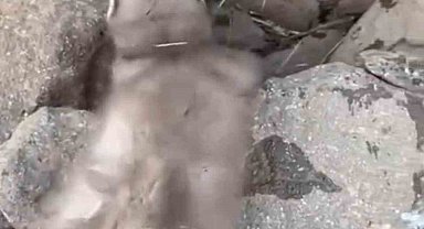 Diyarbakır'da bitkin halde bulunan gelincik, vatandaşlar tarafından görüntülendi
