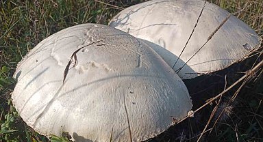 Doğada büyüyen dev mantarlar şaşkına çevirdi