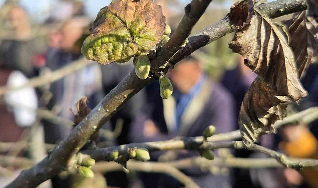 Doğru budama ile 500 metrekareden alınan fındık, 10 dönümlük bahçeden alınan fındığı solluyor