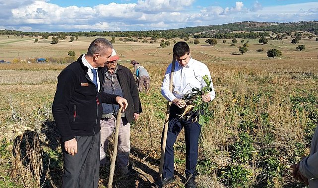 Dumlupınar Kaymakamı Teltik, şeker pancarı hasadını yerinde inceledi