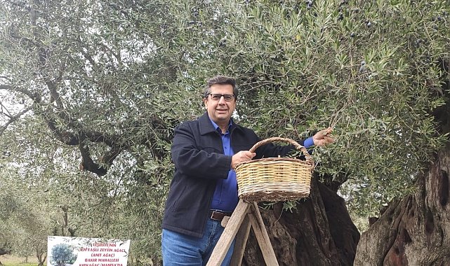 Dünya zeytin ağacı günü Manisa'da buruk geçti