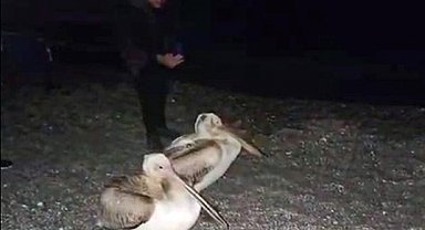 Dünyaca ünlü sahilde pelikan şaşkınlığı