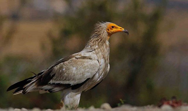 Dünyada sadece 3 yerde görülen doğa olayı: Akbabaların yiyecek döngüsü