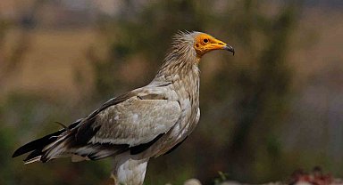 Dünyada sadece 3 yerde görülen doğa olayı: Akbabaların yiyecek döngüsü