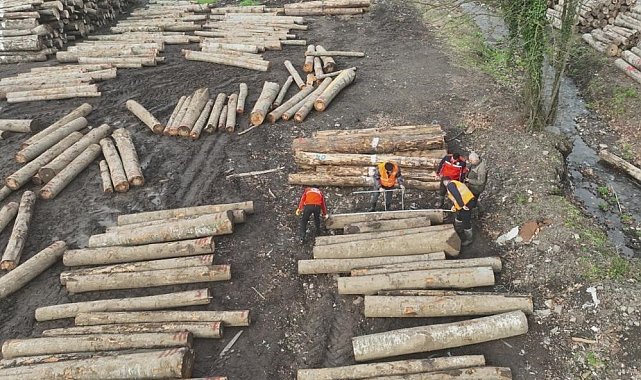 Düzce'de orman ürünü ihracatı geçen yılı geçti