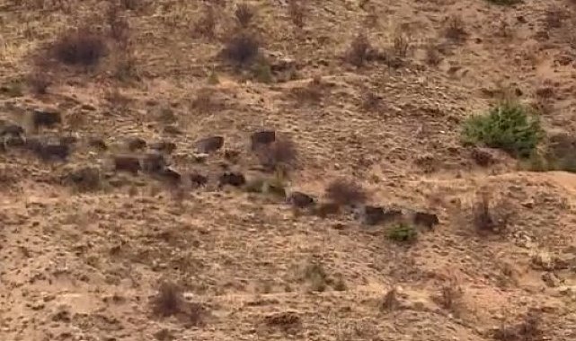 Elazığ'da domuz sürüsü görüntülendi