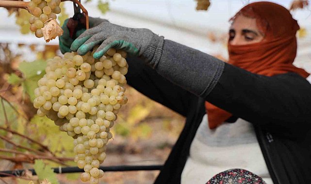 Elazığ'da donun vurduğu üzümde rekolte yüzde 80 düştü