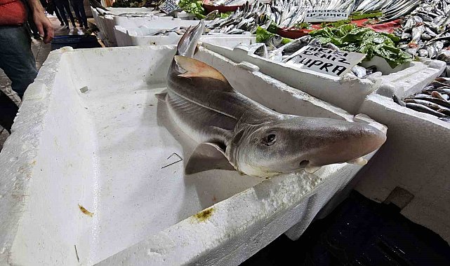 Elazığ'da satışa çıkarılan köpek balığı ilgi odağı oldu