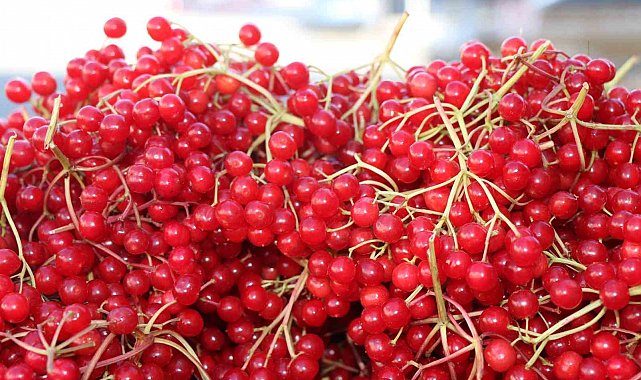 Erzincan'da şifa deposu gilaburuya yoğun ilgi