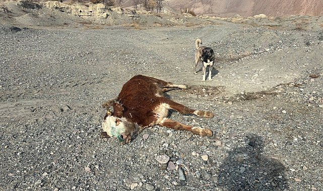 Erzincan'da tehlikeli sorumsuzluk: Şaplı hayvanlar meraya atıldı