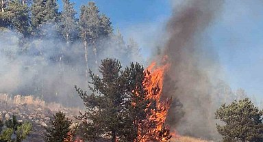 Erzurum'da orman yangını