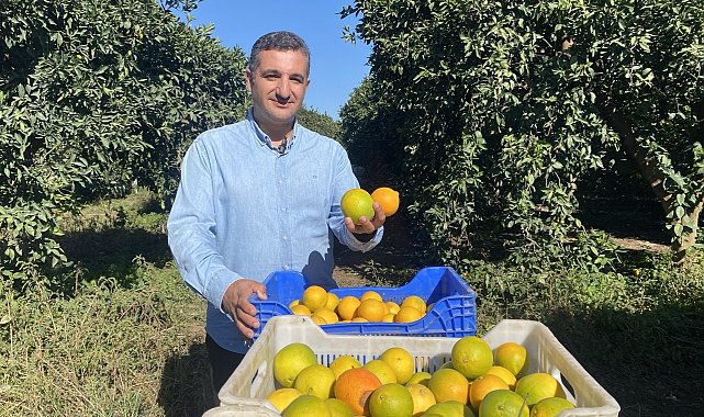Finike'de portakal sezonu başladı, 250 bin ton rekolte bekleniyor