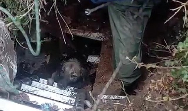 Foseptik çukuruna düşen köpeği itfaiye kurtardı