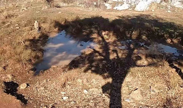 Fotokapanla yaban domuzunun çamur banyosu ve kurdun av peşindeki anı kaydedildi