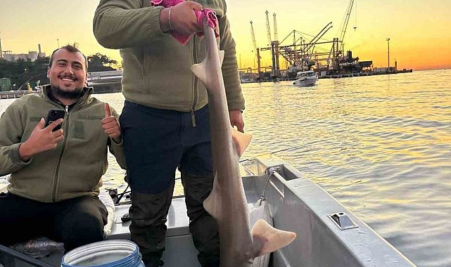 Gemlik Körfezi'nde balıkçıların oltasına köpek balığı takıldı
