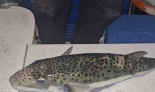 Gemlik Körfezi'nde benekli balon balığı şoku