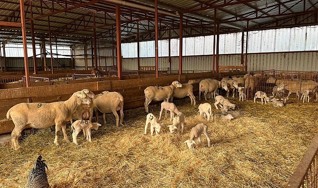 Genç girişimciye yüzde 100 hibe desteğiyle hayvancılık projesi