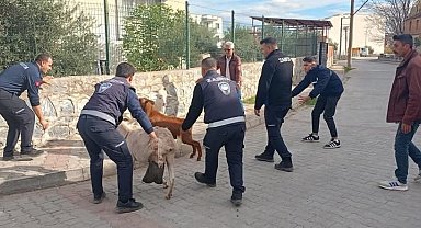 Germencik'te başıboş keçiler toplandı