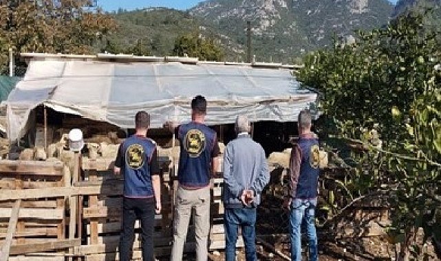 Germencik'te çalınan hayvanlar bulunarak sahibine teslim edildi