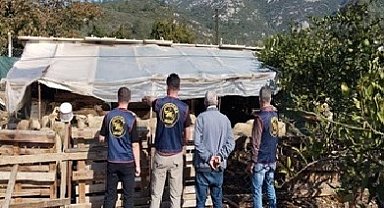 Germencik'te çalınan hayvanlar bulunarak sahibine teslim edildi