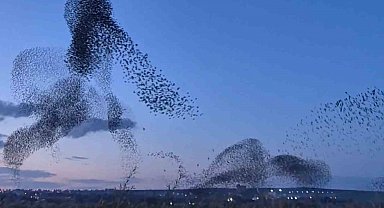 Gökyüzünde terapi etkisi: Sığırcıklardan muhteşem dans