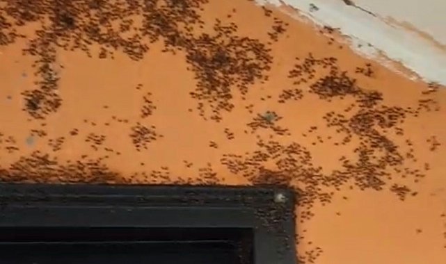 Gönen'de kara sinek istilası;